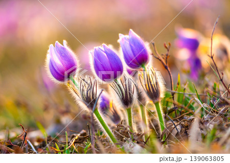 Greater pasque flowers (Pulsatilla grandis) with water drops, nature reserve in "Kamenny vrch - Koniklecova louka", Brno City, Czech republic, Europe. Sunny March day after rain. Beauty spring flower. Greater pasque flowers (Pulsatilla grandis) with water drops, nature reserve in "Kamenny vrch - Koniklecova louka", Brno City, Czech republic, Europe. Sunny March day after rain. Beauty spring flower. 139063805