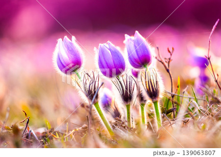 Greater pasque flowers (Pulsatilla grandis) with water drops, nature reserve in "Kamenny vrch - Koniklecova louka", Brno City, Czech republic, Europe. Sunny March day after rain. Beauty spring flower. Greater pasque flowers (Pulsatilla grandis) with water drops, nature reserve in "Kamenny vrch - Koniklecova louka", Brno City, Czech republic, Europe. Sunny March day after rain. Beauty spring flower. 139063807