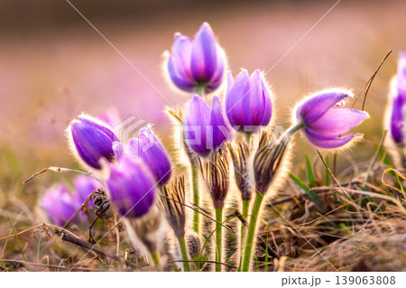 Greater pasque flowers (Pulsatilla grandis) with water drops, nature reserve in "Kamenny vrch - Koniklecova louka", Brno City, Czech republic, Europe. Sunny March day after rain. Beauty spring flower. Greater pasque flowers (Pulsatilla grandis) with water drops, nature reserve in "Kamenny vrch - Koniklecova louka", Brno City, Czech republic, Europe. Sunny March day after rain. Beauty spring flower. 139063808