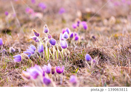 Greater pasque flowers (Pulsatilla grandis) with water drops, nature reserve in "Kamenny vrch - Koniklecova louka", Brno City, Czech republic, Europe. Sunny March day after rain. Beauty spring flower. Greater pasque flowers (Pulsatilla grandis) with water drops, nature reserve in "Kamenny vrch - Koniklecova louka", Brno City, Czech republic, Europe. Sunny March day after rain. Beauty spring flower. 139063811