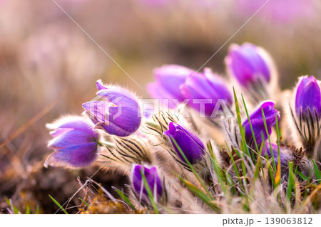 Greater pasque flowers (Pulsatilla grandis) with water drops, nature reserve in "Kamenny vrch - Koniklecova louka", Brno City, Czech republic, Europe. Sunny March day after rain. Beauty spring flower. Greater pasque flowers (Pulsatilla grandis) with water drops, nature reserve in "Kamenny vrch - Koniklecova louka", Brno City, Czech republic, Europe. Sunny March day after rain. Beauty spring flower. 139063812