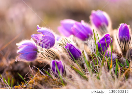 Greater pasque flowers (Pulsatilla grandis) with water drops, nature reserve in "Kamenny vrch - Koniklecova louka", Brno City, Czech republic, Europe. Sunny March day after rain. Beauty spring flower. Greater pasque flowers (Pulsatilla grandis) with water drops, nature reserve in "Kamenny vrch - Koniklecova louka", Brno City, Czech republic, Europe. Sunny March day after rain. Beauty spring flower. 139063813