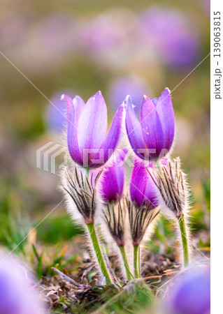 Greater pasque flowers (Pulsatilla grandis) with water drops, nature reserve in "Kamenny vrch - Koniklecova louka", Brno City, Czech republic, Europe. Sunny March day after rain. Beauty spring flower. Greater pasque flowers (Pulsatilla grandis) with water drops, nature reserve in "Kamenny vrch - Koniklecova louka", Brno City, Czech republic, Europe. Sunny March day after rain. Beauty spring flower. 139063815