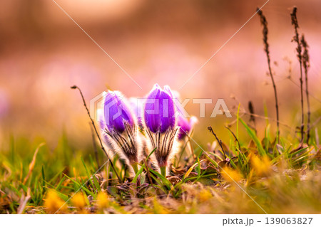 Greater pasque flowers (Pulsatilla grandis) with water drops, nature reserve in "Kamenny vrch - Koniklecova louka", Brno City, Czech republic, Europe. Sunny March day after rain. Beauty spring flower. Greater pasque flowers (Pulsatilla grandis) with water drops, nature reserve in "Kamenny vrch - Koniklecova louka", Brno City, Czech republic, Europe. Sunny March day after rain. Beauty spring flower. 139063827