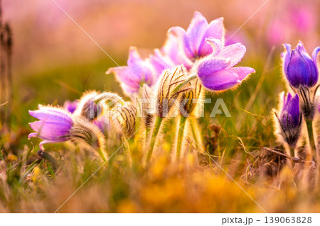 Greater pasque flowers (Pulsatilla grandis) with water drops, nature reserve in "Kamenny vrch - Koniklecova louka", Brno City, Czech republic, Europe. Sunny March day after rain. Beauty spring flower. Greater pasque flowers (Pulsatilla grandis) with water drops, nature reserve in "Kamenny vrch - Koniklecova louka", Brno City, Czech republic, Europe. Sunny March day after rain. Beauty spring flower. 139063828