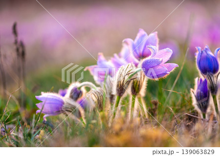 Greater pasque flowers (Pulsatilla grandis) with water drops, nature reserve in "Kamenny vrch - Koniklecova louka", Brno City, Czech republic, Europe. Sunny March day after rain. Beauty spring flower. Greater pasque flowers (Pulsatilla grandis) with water drops, nature reserve in "Kamenny vrch - Koniklecova louka", Brno City, Czech republic, Europe. Sunny March day after rain. Beauty spring flower. 139063829