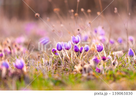 Greater pasque flowers (Pulsatilla grandis) with water drops, nature reserve in "Kamenny vrch - Koniklecova louka", Brno City, Czech republic, Europe. Sunny March day after rain. Beauty spring flower. Greater pasque flowers (Pulsatilla grandis) with water drops, nature reserve in "Kamenny vrch - Koniklecova louka", Brno City, Czech republic, Europe. Sunny March day after rain. Beauty spring flower. 139063830