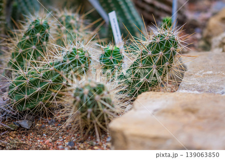 Closeup detail view of cactus plant in botany garden 139063850