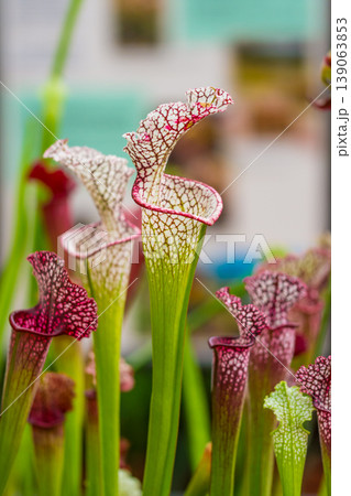 Closeup macro view of sarracenia leucophylla plant. Green insect consuming plant is growing in garden. Interesting botanical leafs with trumpet shape Closeup macro view of sarracenia leucophylla plant. Green insect consuming plant is growing in garden. Interesting botanical leafs with trumpet shape 139063853