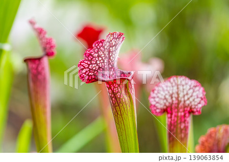 Closeup macro view of sarracenia leucophylla plant. Green insect consuming plant is growing in garden. Interesting botanical leafs with trumpet shape 139063854