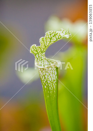 Closeup macro view of sarracenia leucophylla plant. Green insect consuming plant is growing in garden. Interesting botanical leafs with trumpet shape Closeup macro view of sarracenia leucophylla plant. Green insect consuming plant is growing in garden. Interesting botanical leafs with trumpet shape 139063855