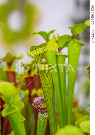 Closeup macro view of sarracenia leucophylla plant. Green insect consuming plant is growing in garden. Interesting botanical leafs with trumpet shape Closeup macro view of sarracenia leucophylla plant. Green insect consuming plant is growing in garden. Interesting botanical leafs with trumpet shape 139063856