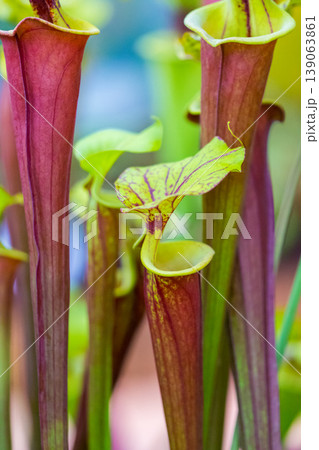 Closeup macro view of sarracenia leucophylla plant. Green insect consuming plant is growing in garden. Interesting botanical leafs with trumpet shape Closeup macro view of sarracenia leucophylla plant. Green insect consuming plant is growing in garden. Interesting botanical leafs with trumpet shape 139063861