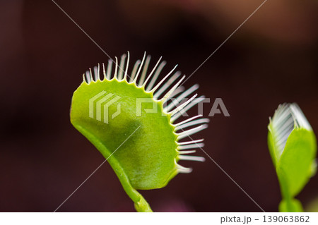 Trap leaf of dionaea muscipula carnivorous plant. Closeup look to leaves and insect inside Trap leaf of dionaea muscipula carnivorous plant. Closeup look to leaves and insect inside 139063862
