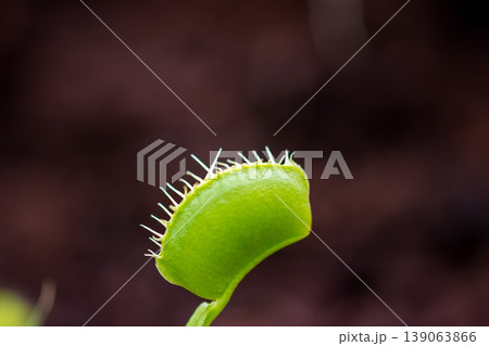 Trap leaf of dionaea muscipula carnivorous plant. Closeup look to leaves and insect inside Trap leaf of dionaea muscipula carnivorous plant. Closeup look to leaves and insect inside 139063866