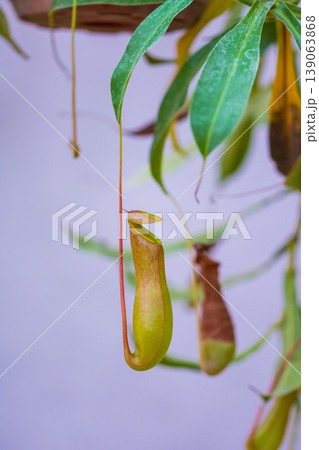 Nepenthe carnivorous plant leaves. Closeup look to green insect consuming plant Nepenthe carnivorous plant leaves. Closeup look to green insect consuming plant 139063868