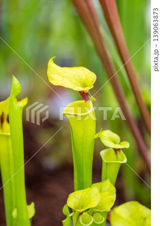 Sarracenia carnivorous plant is growinf in garden. Insect consuming plant with leaves as trap Sarracenia carnivorous plant is growinf in garden. Insect consuming plant with leaves as trap 139063873