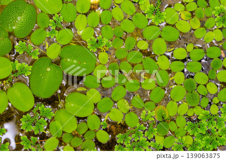 nymphaea leaves on the water. Plant growing in the lake with big leaf 139063875