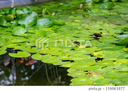 nymphaea leaves on the water. Plant growing in the lake with big leaf 139063877