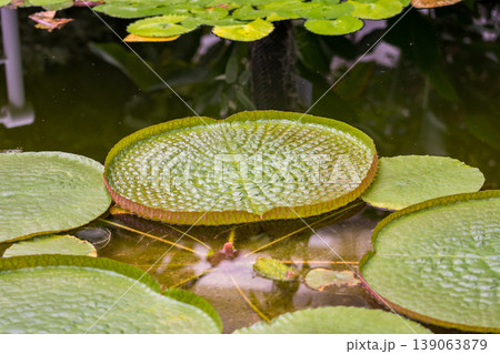 nymphaea leaves on the water. Plant growing in the lake with big leaf nymphaea leaves on the water. Plant growing in the lake with big leaf 139063879