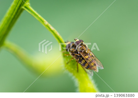 syrphidae insect copulation on the leaf. Yellow insect on the green background. Macro closeup view 139063880