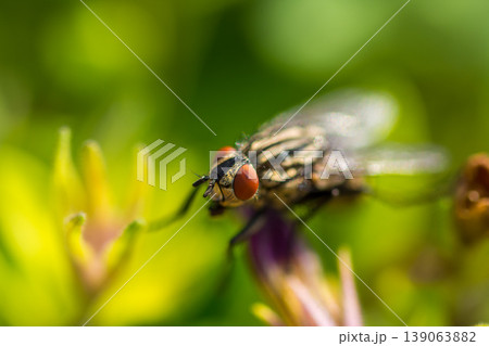 sarcophaga carnaria insect on the green leaf. Macro of fly animal and detail of eye sarcophaga carnaria insect on the green leaf. Macro of fly animal and detail of eye 139063882