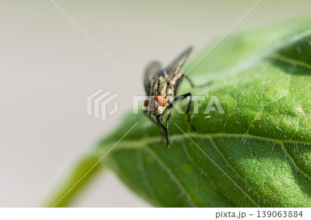 sarcophaga carnaria insect on the green leaf. Macro of fly animal and detail of eye sarcophaga carnaria insect on the green leaf. Macro of fly animal and detail of eye 139063884