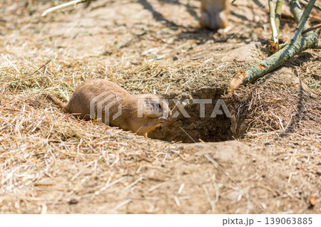 The Prairie Dog (latin name Cynomys ludovicianus) on the ground. Rodent animal coming from Africa 139063885