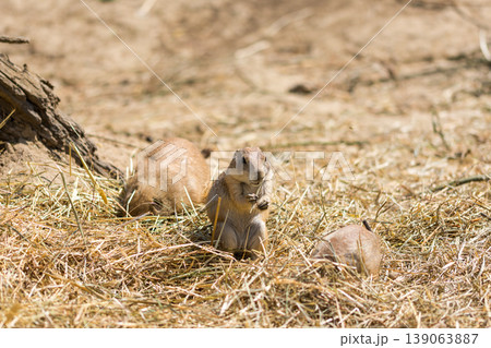 The Prairie Dog (latin name Cynomys ludovicianus) on the ground. Rodent animal coming from Africa 139063887