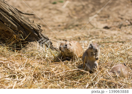 The Prairie Dog (latin name Cynomys ludovicianus) on the ground. Rodent animal coming from Africa 139063888