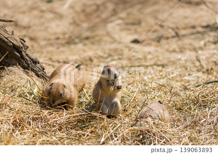 The Prairie Dog (latin name Cynomys ludovicianus) on the ground. Rodent animal coming from Africa 139063893