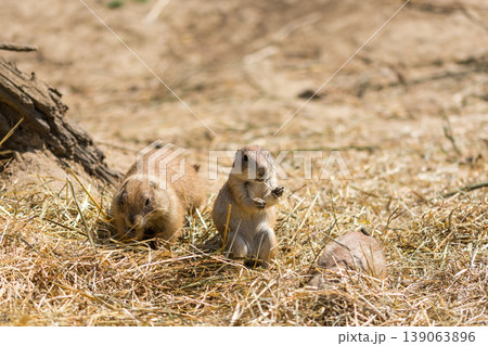The Prairie Dog (latin name Cynomys ludovicianus) on the ground. Rodent animal coming from Africa 139063896