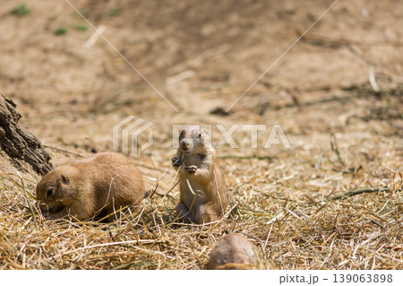 The Prairie Dog (latin name Cynomys ludovicianus) on the ground. Rodent animal coming from Africa The Prairie Dog (latin name Cynomys ludovicianus) on the ground. Rodent animal coming from Africa 139063898