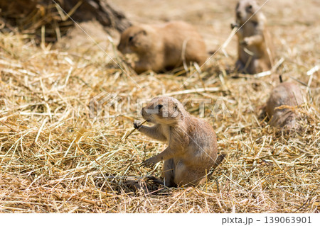 The Prairie Dog (latin name Cynomys ludovicianus) on the ground. Rodent animal coming from Africa 139063901