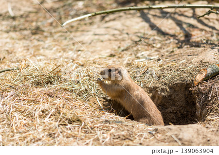 The Prairie Dog (latin name Cynomys ludovicianus) on the ground. Rodent animal coming from Africa 139063904