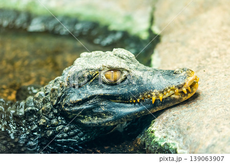 Caiman crocodile (latin name Paleosuchus palpebrosus) - detail of head of alligator Caiman crocodile (latin name Paleosuchus palpebrosus) - detail of head of alligator 139063907