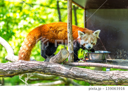 Red panda (latin name Ailurus fulgens) is eating on the tree branch Red panda (latin name Ailurus fulgens) is eating on the tree branch 139063916