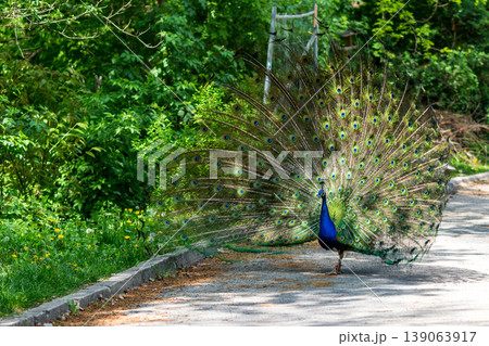 The peacock (latin name Pavo cristatus) bird on the park street. Colorful bird with beautiful feathers is walking on grass. Portrait of peacock bird 139063917