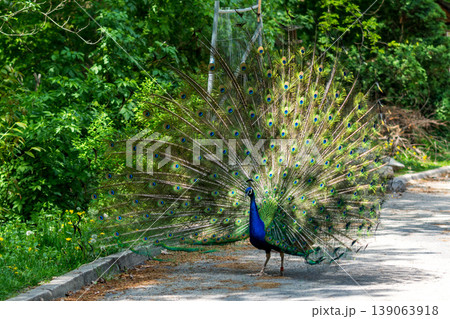 The peacock (latin name Pavo cristatus) bird on the park street. Colorful bird with beautiful feathers is walking on grass. Portrait of peacock bird 139063918