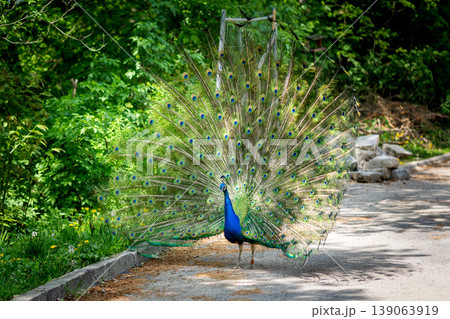 The peacock (latin name Pavo cristatus) bird on the park street. Colorful bird with beautiful feathers is walking on grass. Portrait of peacock bird The peacock (latin name Pavo cristatus) bird on the park street. Colorful bird with beautiful feathers is walking on grass. Portrait of peacock bird 139063919