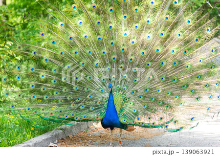 The peacock (latin name Pavo cristatus) bird on the park street. Colorful bird with beautiful feathers is walking on grass. Portrait of peacock bird The peacock (latin name Pavo cristatus) bird on the park street. Colorful bird with beautiful feathers is walking on grass. Portrait of peacock bird 139063921