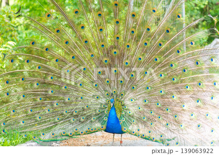 The peacock (latin name Pavo cristatus) bird on the park street. Colorful bird with beautiful feathers is walking on grass. Portrait of peacock bird 139063922