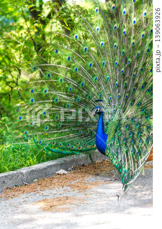 The peacock (latin name Pavo cristatus) bird on the park street. Colorful bird with beautiful feathers is walking on grass. Portrait of peacock bird The peacock (latin name Pavo cristatus) bird on the park street. Colorful bird with beautiful feathers is walking on grass. Portrait of peacock bird 139063926