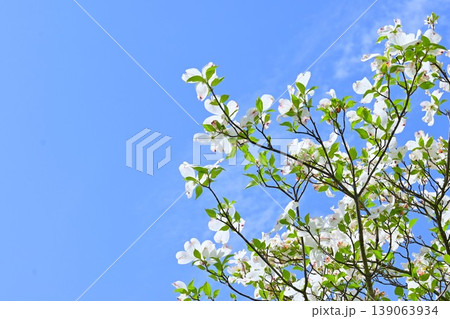 ハナミズキの花・花水木 ハナミズキの花・花水木 139063934