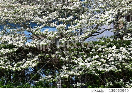 ハナミズキの花・花水木 ハナミズキの花・花水木 139063940