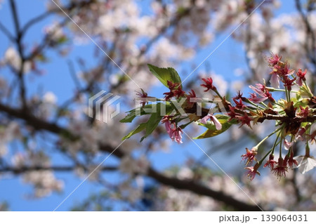 陽光に透ける繊細な桜の花びらと春の空 陽光に透ける繊細な桜の花びらと春の空 139064031