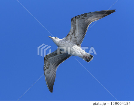 a flying seagull with open wings a flying seagull with open wings 139064184