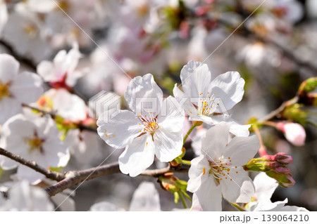 桜、サクラ、さくら 桜、サクラ、さくら 139064210
