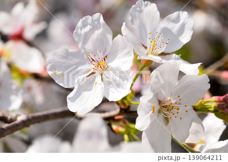 桜、サクラ、さくら 139064211