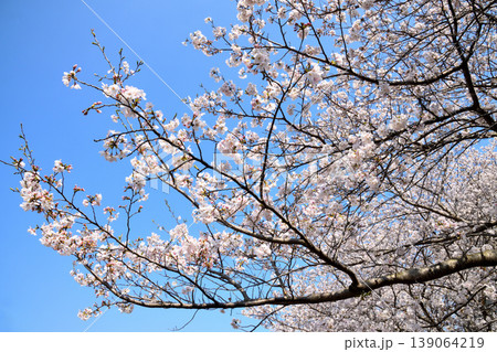 桜、サクラ、さくら 桜、サクラ、さくら 139064219